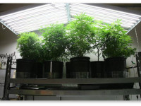 Ухудшается ли генетика материнского растения с годами?