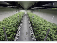 Уровни СО2 при выращивании конопли в закрытом грунте