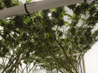 Можно ли собирать урожай конопли поэтапно?