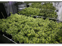 Уругвай: Начата уборка первого легального урожая марихуаны