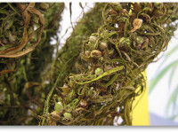 Конопляное семя с Украины будет экспортироваться в США?