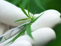 Юта: Конгресс разрешил исследования медицинской марихуаны