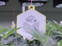 Идеальные влажность и температура для конопли (таблица)