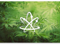 Великобритания: Правительство наконец признало медицинскую пользу каннабиса