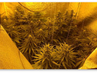 Индорный гровинг и вентиляция бокса