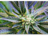 Вермонт, США: Легализация марихуаны в 2016, возможно, не состоится