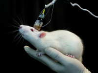 Вещество конопли защищает от печеночной энцефалопатии, показали опыты на животных