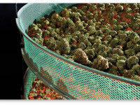 Гурманский урожай. Из Конопляной Энциклопедии Хорхе Сервантеса