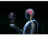 Правда о том, как марихуана влияет на белое вещество мозга