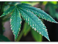 Защита гроубокса от вредителей на примере тли и табачного мозаичного вируса