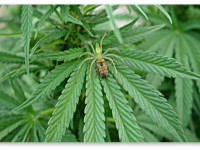 6 шагов к решению 99% проблем конопли. Шаг 6 - Вредители и плесень