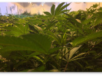 Нужно ли делать пролив чистой водой при выращивании на органике?