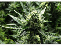 Будьте проще. Основы основ культивирования конопли