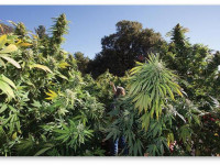 Как не лишиться урожая из-за засухи