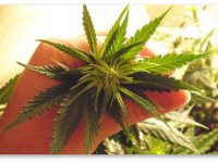 5 причин стресса конопли