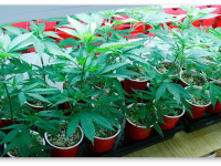 Выращивание марихуаны. Пошаговая инструкция. Шаг 1 - Семена и клоны