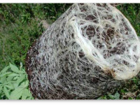 Что лучше - высаживать сразу в большой горшок или делать пересадки?