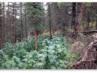 Вопросы и ответы: Можно ли вырастить коноплю в лесу