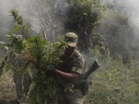 США: История запрета на коноплю