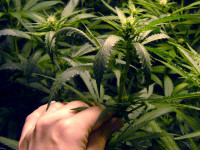 Проблемы конопли: Ветровой ожог