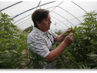 Гроверы в Колорадо и Вашингтоне вряд ли дождутся налоговых льгот