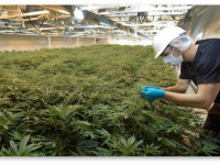 Законопроект о полной легализации марихуаны в штате Род-Айленд и другие заголовки